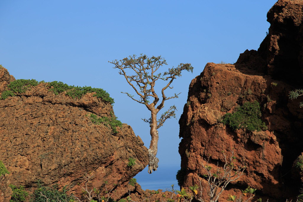 Sultan's Royal Green Hojari Frankincense (Boswellia Sacra)