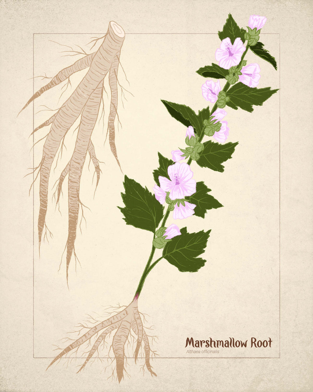 Organic Marshmallow Root, Cut and Sifted, 1 Ounce