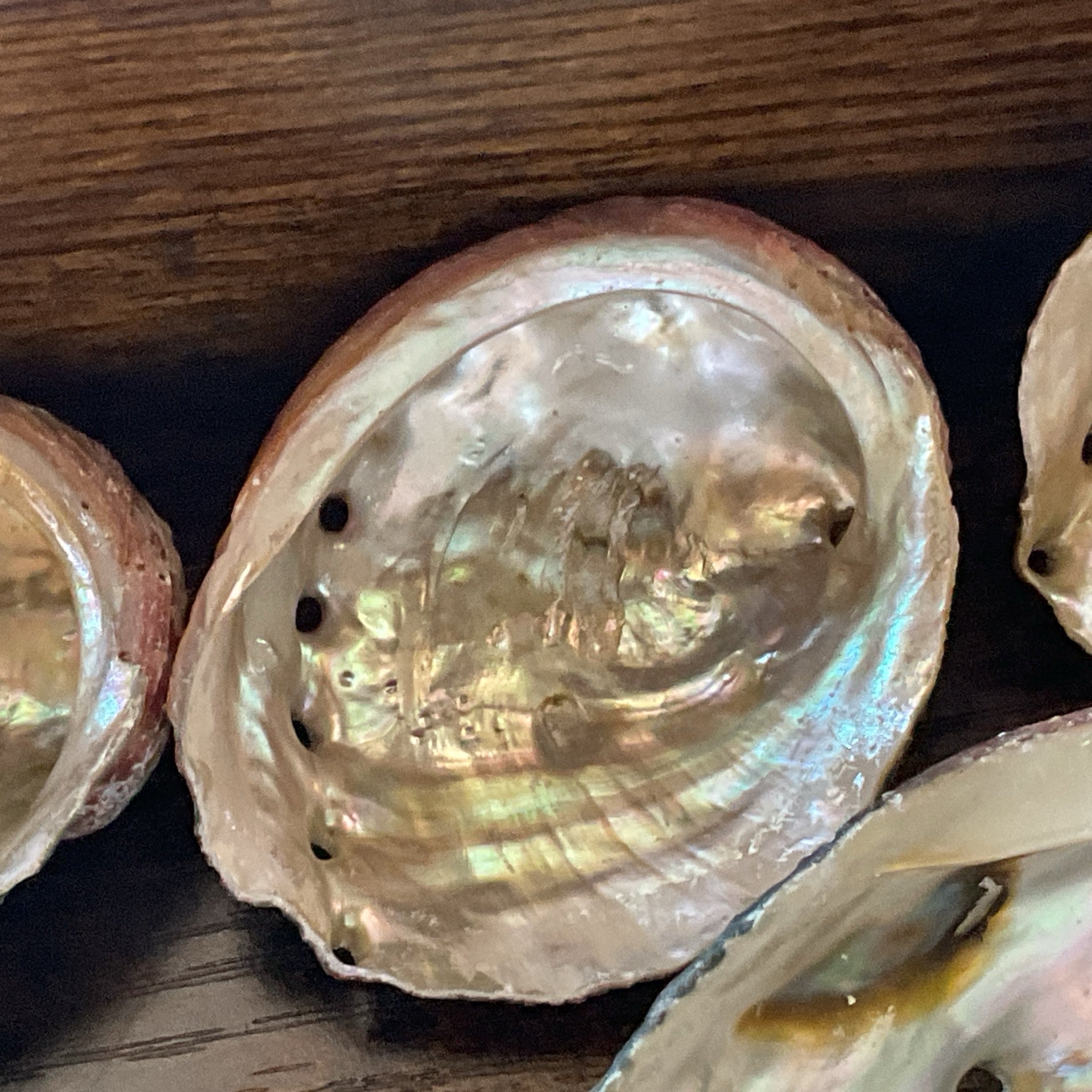 Red Abalone Shell 2-3"L + (10 pack)