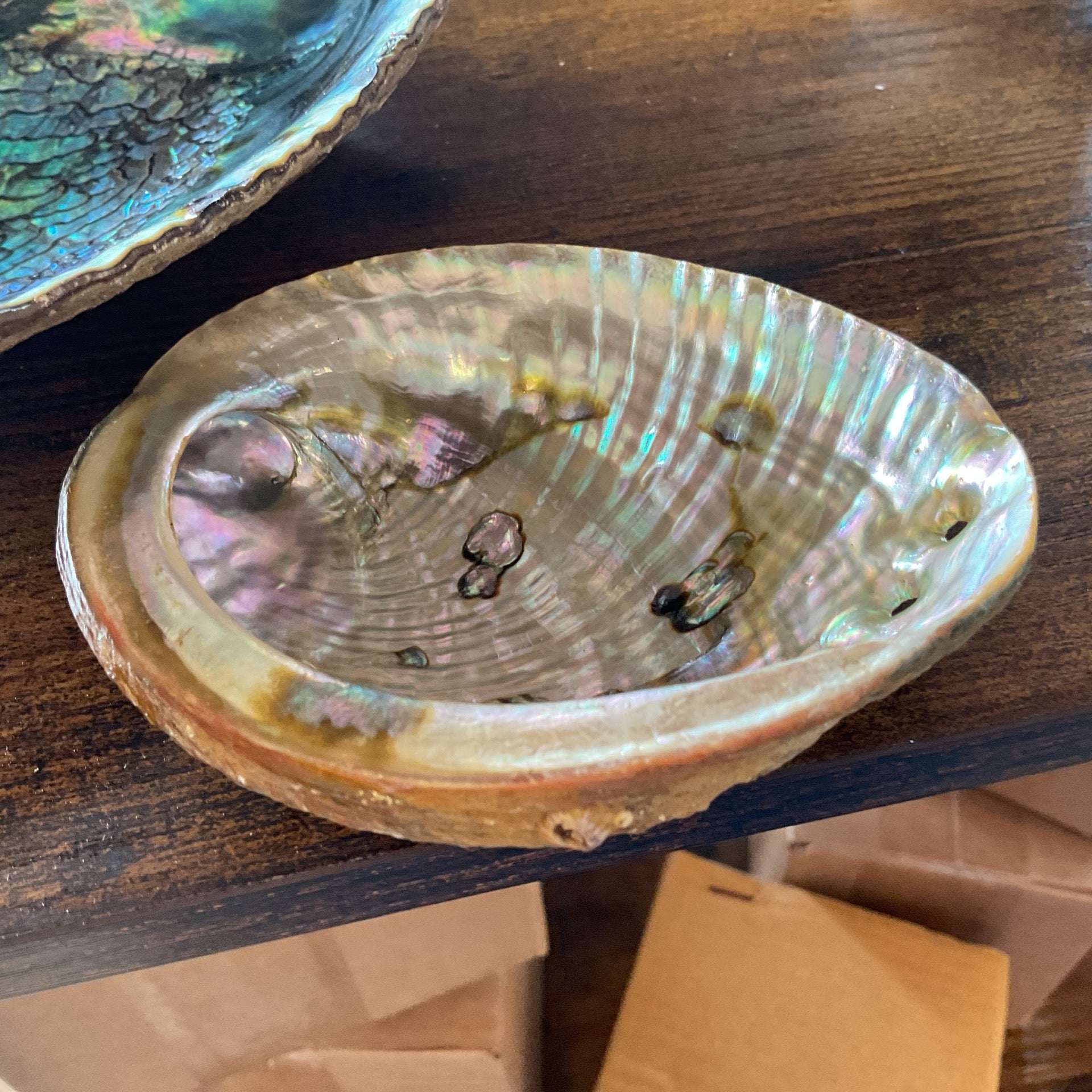 Abalone Shell 3-4"L (12 pack)