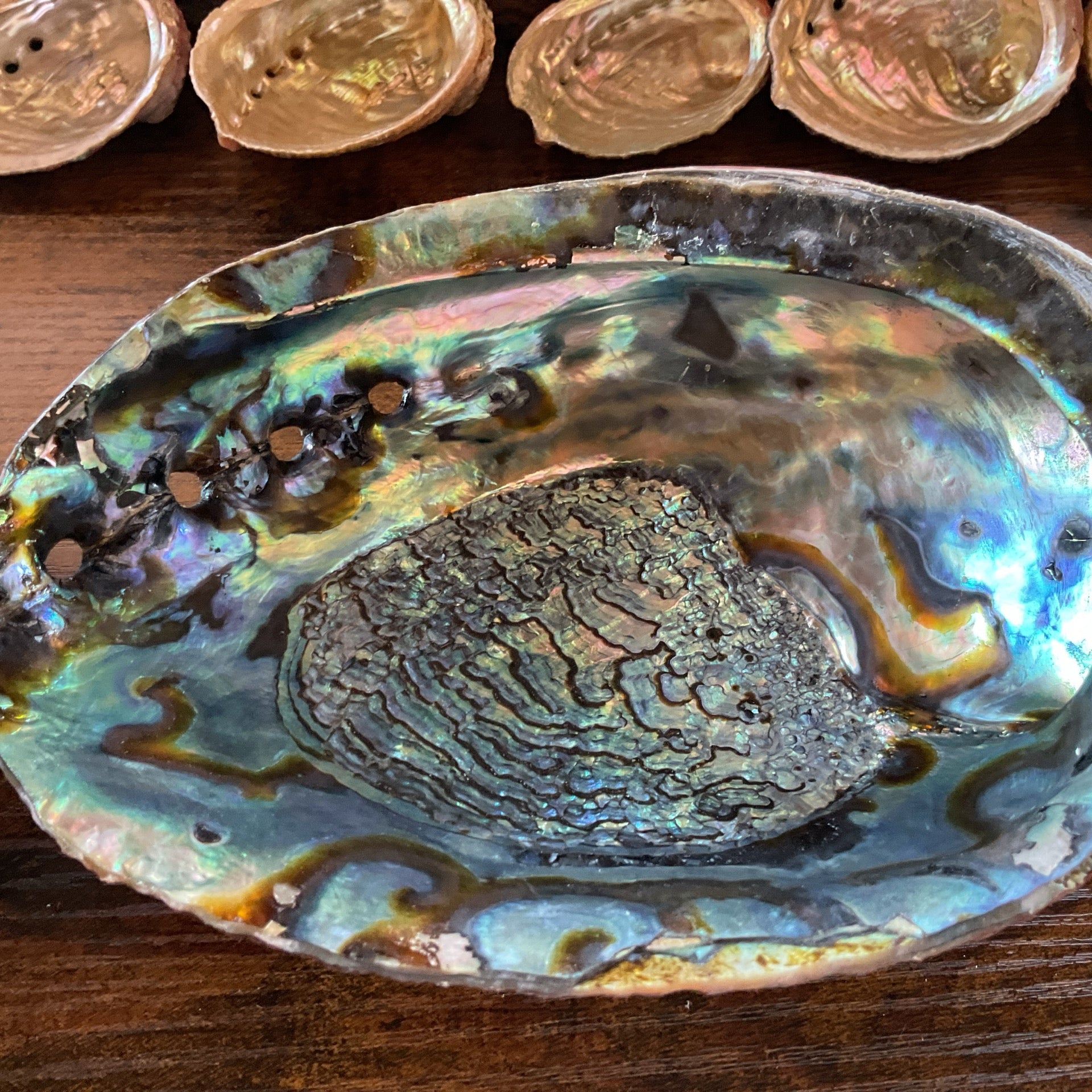 7-8 Abalone Shell (Pack of 2) - Size 7-8"