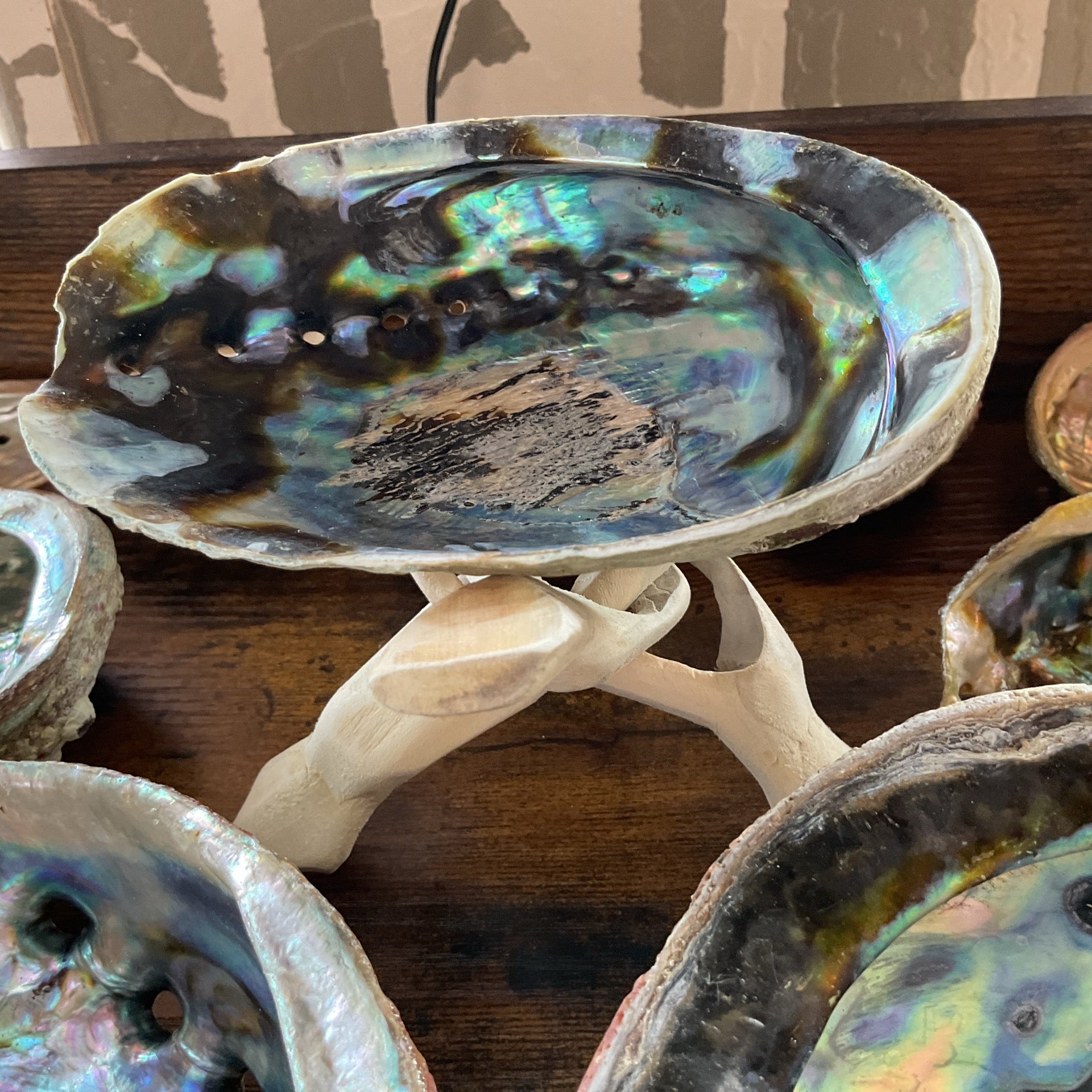 Abalone Shell 5-6'' and Wooden Tripod (Naural)6"