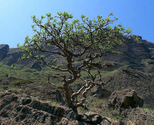 Sultan's Royal Green Hojari Frankincense (Boswellia Sacra)