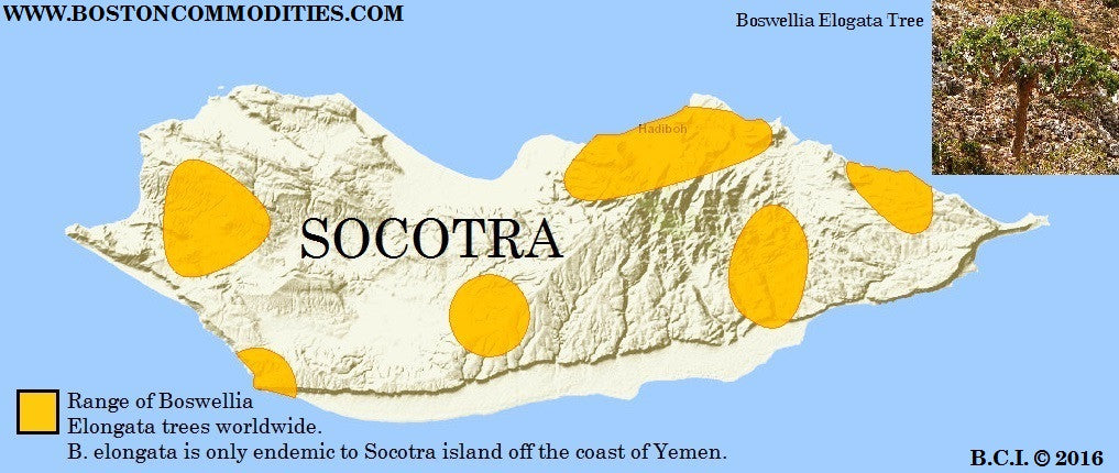 Boswellia Elongata Frankincense (VERY RARE!)  - Imported from the Island of Socotra. - Wild Tree Essentials