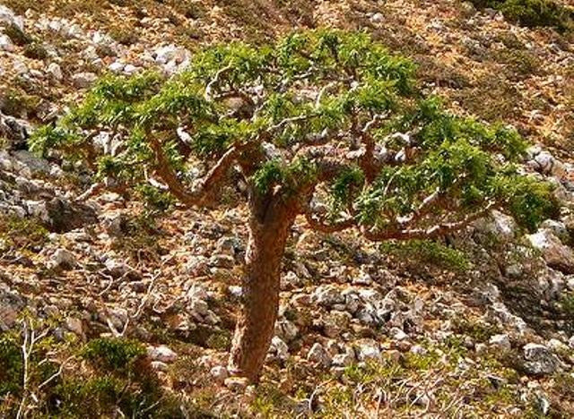 Boswellia Elongata Frankincense (VERY RARE!)  - Imported from the Island of Socotra. - Wild Tree Essentials