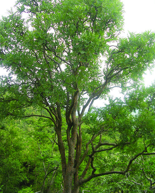 Salai Guggul (Boswellia Serrata) Frankincense - Wild Tree Essentials