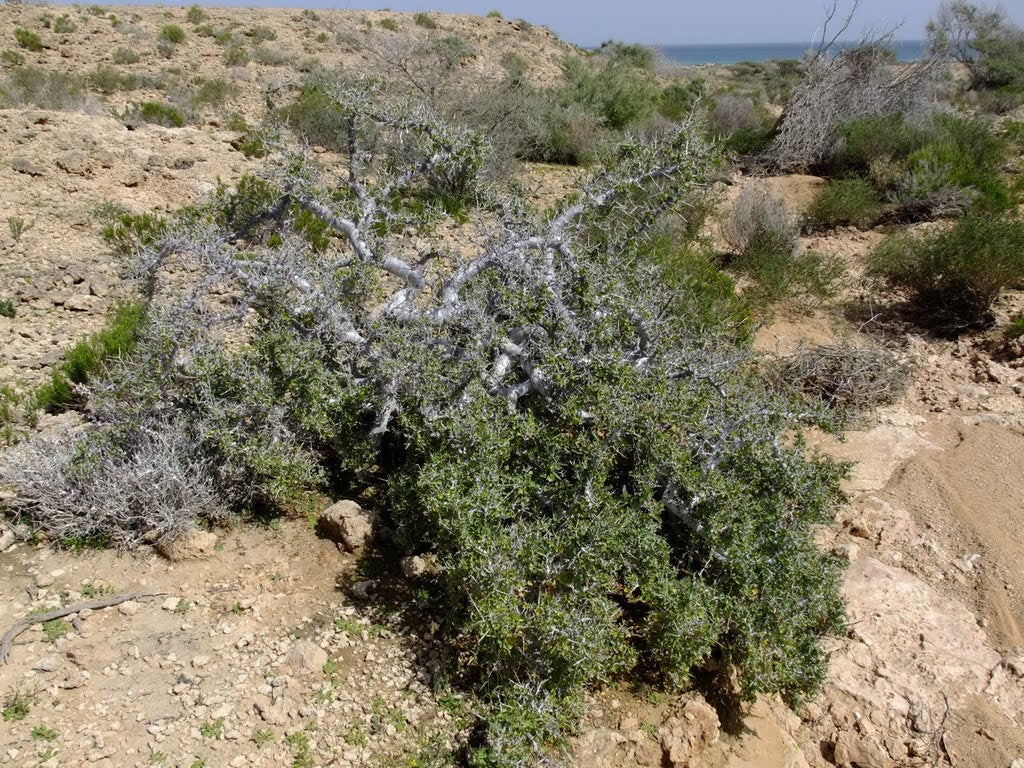 Commiphora Kua Myrrh (Rare) - Imported from the Island of Socotra - Wild Tree Essentials