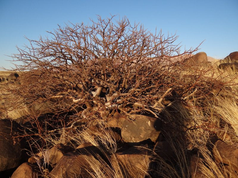 Commiphora Wildii Myrrh "Omumbiri" - Wild Tree Essentials