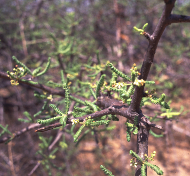 "Ogaden" Boswellia Rivae Frankincense - Wild Tree Essentials