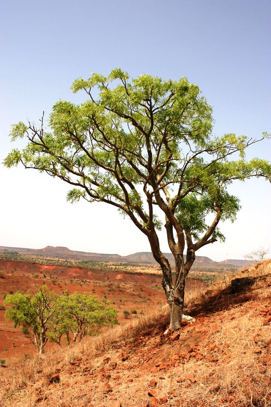 Boswellia Dalzielii "Janawhi" Frankincense - Wild Tree Essentials