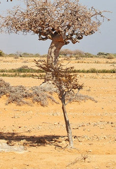 Arab Myrrh Resin - Wild Tree Essentials