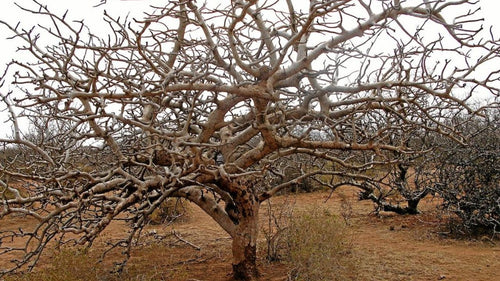 "Opopanax" Commiphora Guidottii Sweet Myrrh - Wild Tree Essentials