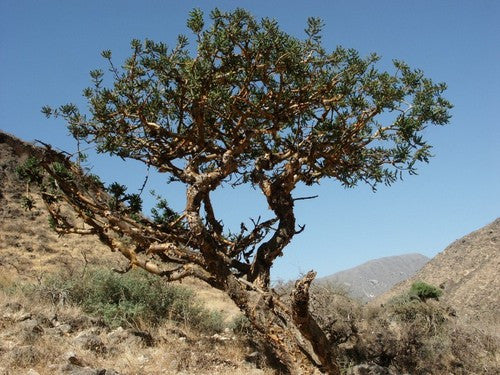 "Beyo" Boswellia Carteri Frankincense - Wild Tree Essentials