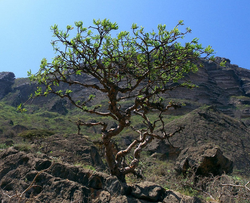 Mahogany Gold "Mughsayl"®  Boswellia Sacra Frankincense - Wild Tree Essentials